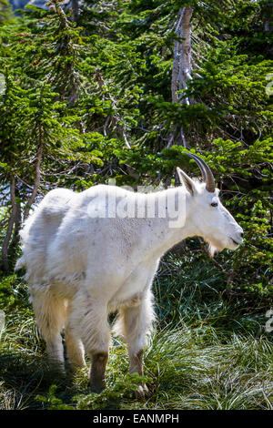 Eine Ziege am weißen Berg in der Nähe von Logan Pass im Glacier National Park, Montana, Amerika, USA. Stockfoto