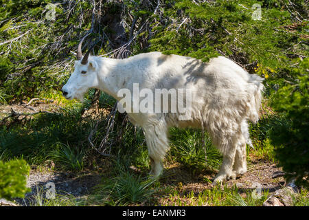 Eine Ziege am weißen Berg in der Nähe von Logan Pass im Glacier National Park, Montana, Amerika, USA. Stockfoto