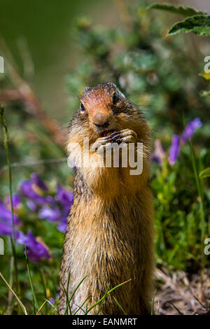 Nahaufnahme einer kolumbianischen Grundeichhörnchen im Glacier National Park, Montana, Amerika, USA. Stockfoto