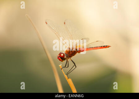 Scharlachrote Percher Libelle, Diplacodes Haematodes Geikie Gorge, Kimberley, WA, Australia Stockfoto