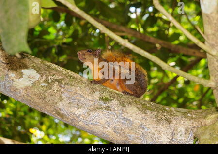 Red-tailed Eichhörnchen Sciurus Granatensis, auf einem Ast, Costa Rica, Zentralamerika, Karibik, Puerto Viejo Stockfoto