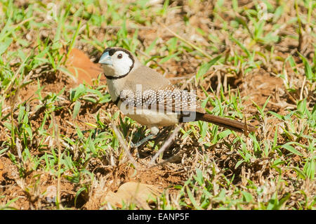 Doppel-verjährt Finch, Taeniopygia Bichenovii am Mt Hart, Kimberley, WA, Australien Stockfoto
