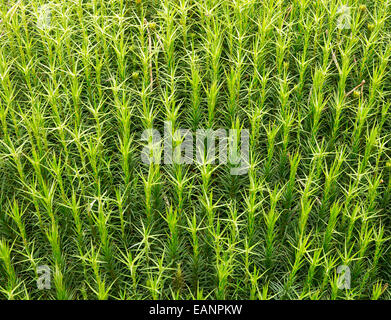 Nahaufnahme Detail Foto von Sphagnum Moos das auf Mooren und Sümpfen einen großen Fisch Tank Hintergrund gefunden werden kann. Stockfoto