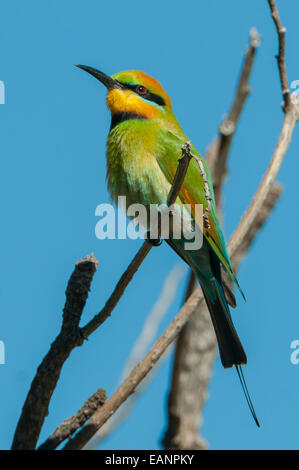 Regenbogen Bienenfresser Merops Ornatus Mt Hart, Kimberley, WA, Australia Stockfoto