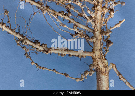 Nahaufnahme der Stickstoff-Fixierung Knötchen von die Erdnuss-Pflanze. Stockfoto