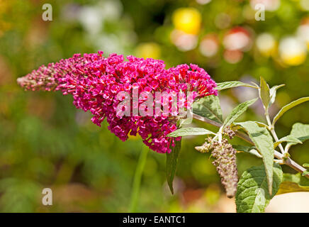 Leuchtende rote / dunkelrosa Blüten von Buddleja Davidii Buzz Serie "Velvet" mit hellgrünen Blätter hell grün Hintergrund Stockfoto