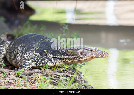 Nahaufnahme der Waran - Varanus auf grünen Rasen Fokus auf Varanus Auge Stockfoto
