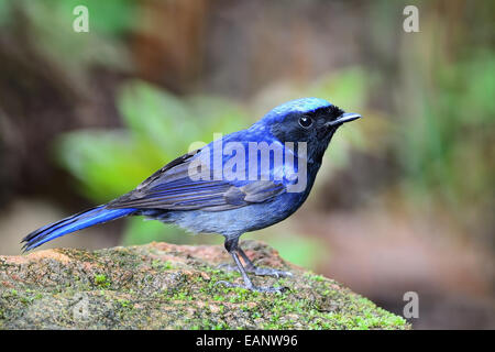 Bunten blauen Vogel, männliche große Niltava (Niltava Grandis), stehend auf dem Rock, seitliche Profil Stockfoto