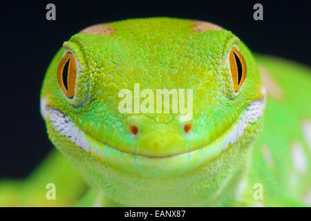 Northland grüner Gecko / Naultinus Grayii Stockfoto