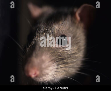Ratte / Rattus Norvegicus Stockfoto