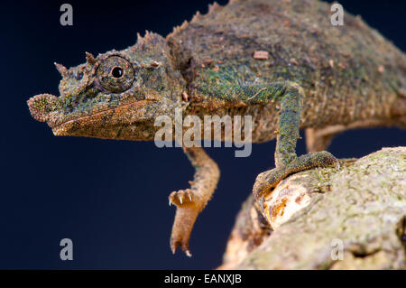 Pygmäen Chamäleon / Rhampholeon Acuminatus Stockfoto