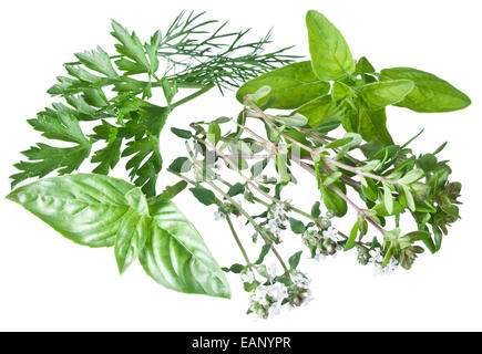 Grüne frische Kräuter isoliert auf einem weißen Hintergrund. Stockfoto