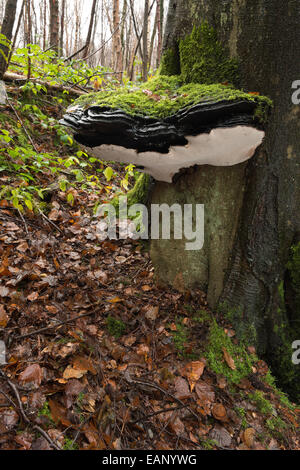 große Klammer Pilz über 50 cm Durchmesser an alte Leben Reife Blutbuche Baum Baumstamm Basis ebenerdig in Moos bedeckt Stockfoto