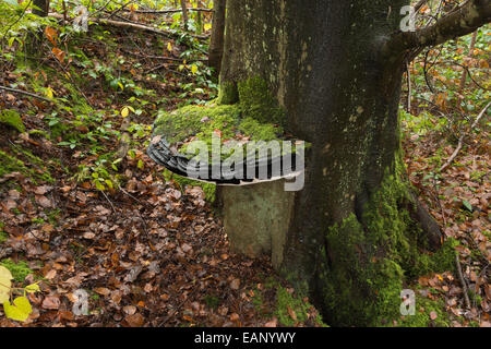 große Klammer Pilz über 50 cm Durchmesser an alte Leben Reife Blutbuche Baum Baumstamm Basis ebenerdig in Moos bedeckt Stockfoto