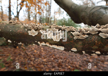 Polypore Halterung Pilz Buche Ast im Herbst Stockfoto