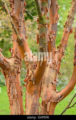 Paperbark Ahorn (Acer griseum) Stockfoto