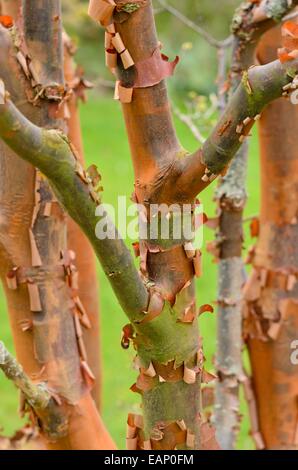 Paperbark Ahorn (Acer griseum) Stockfoto