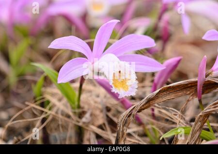 Hardy chinesischen Orchid (pleione) Stockfoto