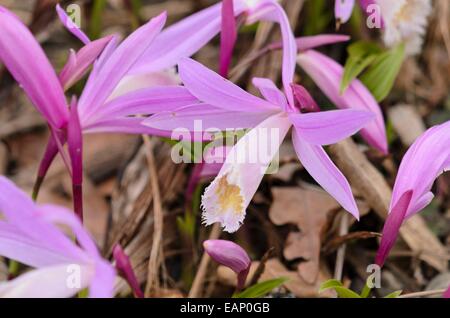 Hardy chinesischen Orchid (pleione) Stockfoto