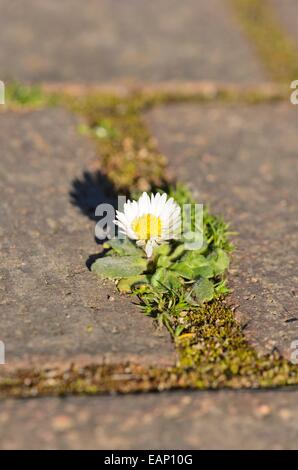 gemeinsamen Gänseblümchen (Bellis Perennis) Stockfoto