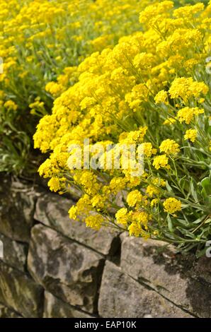 Golden alyssum (Aurinia saxatilis Syn. alyssum saxatile) Stockfoto