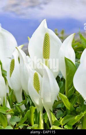 White Skunk cabbage (lysichiton camtschatcensis) Stockfoto