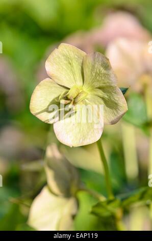 Fastenzeit Rose (Helleborus orientalis) Stockfoto
