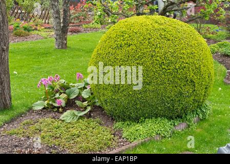 Gemeinsame Buchsbaum (buxus sempervirens) mit sphärischen Form Stockfoto