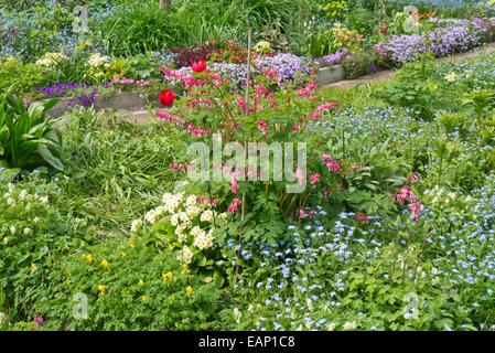 Blutende Herz (lamprocapnos Californica syn. Campanula pyramidalis californica), Primeln (Primula) und Vergissmeinnicht (myosotis) Stockfoto