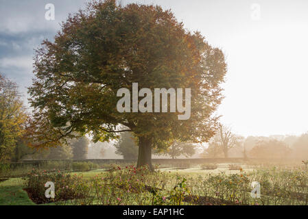 Buche im Herbst Morgenlicht, Greenwich Park Rose Garden, London England 2014 Stockfoto