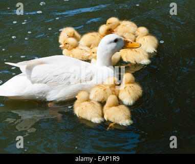 Eine Ente mit ihrer Familie Enten auf einem Teich in den San Anton Gardens neben dem Präsidentenpalast in Attard, Malta Stockfoto
