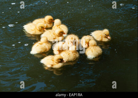 Eine Familie von Ententchen auf einem Teich in den San Anton Gardens neben dem Präsidentenpalast, Attard, Malta Stockfoto