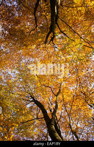 Herbstliche Sonnenlicht durch Buche Bäume in einem englischen Waldgebiet Stockfoto