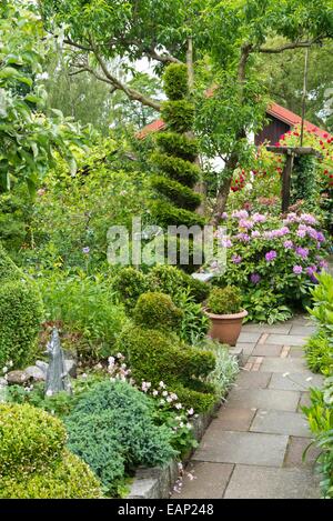 Rhododendren (Rhododendron) und östlichen Lebensbaum (Thuja occidentalis) mit spiralförmig Stockfoto