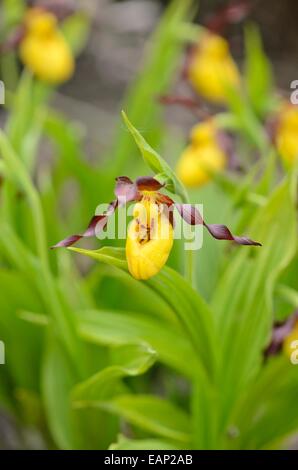 Mehr gelb Lady Slipper orchid (Cypripedium parviflorum) Stockfoto