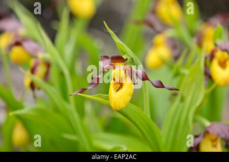 Mehr gelb Lady Slipper orchid (Cypripedium parviflorum) Stockfoto