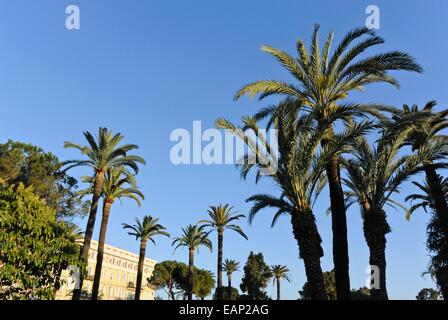 Kanarische Dattelpalme (Phoenix canariensis), Nizza, Frankreich Stockfoto