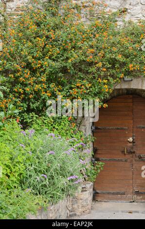 Lantana in eine Mauer aus Stein Stockfoto