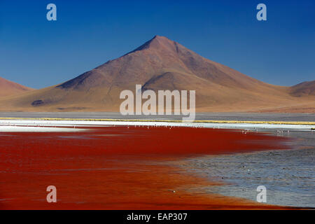 Laguna Colorada Bolivien Stockfoto