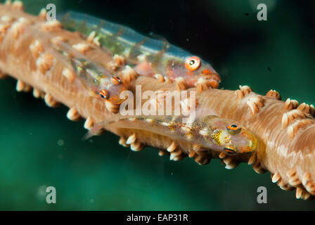 Korallen Grundel - Draht-Bryaninops Yongei - Moalboal - Cebu - Philipphines - Pazifischer Ozean Stockfoto