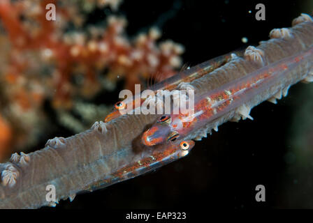 Großen Peitsche Grundel - Bryaninops Amplus - Moalboal - Cebu - Philippinen Stockfoto