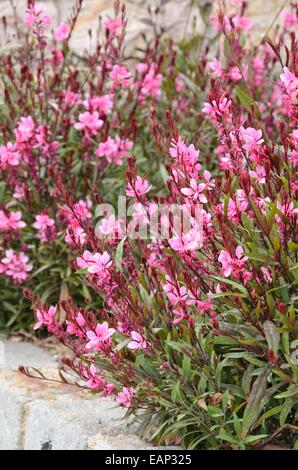 Schmetterling gaura (gaura lindheimeri) Stockfoto