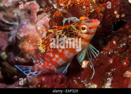 Zwerg Hawkfish - Cirrhitichthys Falco - Moalboal - Cebu - Philippinen Stockfoto