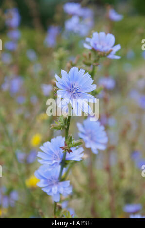 Gemeinsamen Chicorée Cichorium intybus Stockfoto