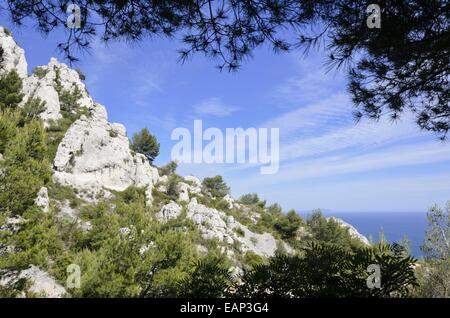 Aleppokiefern (Pinus halepensis), Calanques Nationalpark, Frankreich Stockfoto