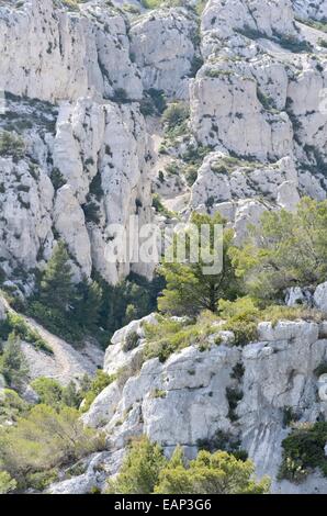 Aleppokiefern (Pinus halepensis), Calanques Nationalpark, Frankreich Stockfoto