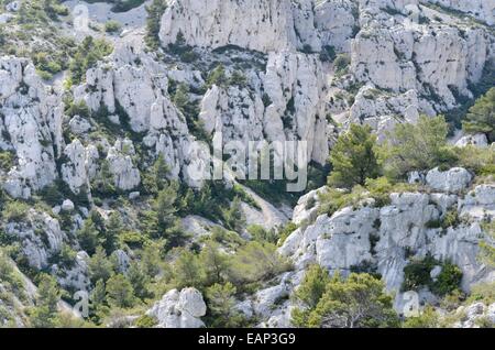 Aleppokiefern (Pinus halepensis), Calanques Nationalpark, Frankreich Stockfoto