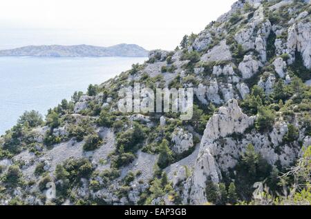 Aleppokiefern (Pinus halepensis), Calanques Nationalpark, Frankreich Stockfoto