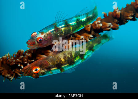 Korallen Grundel - Draht-Bryaninops Yongei - Moalboal - Cebu - Philipphines - Pazifischer Ozean Stockfoto