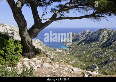 Aleppokiefern (Pinus halepensis) an der Calanque de Sormiou, Calanques Nationalpark, Frankreich Stockfoto